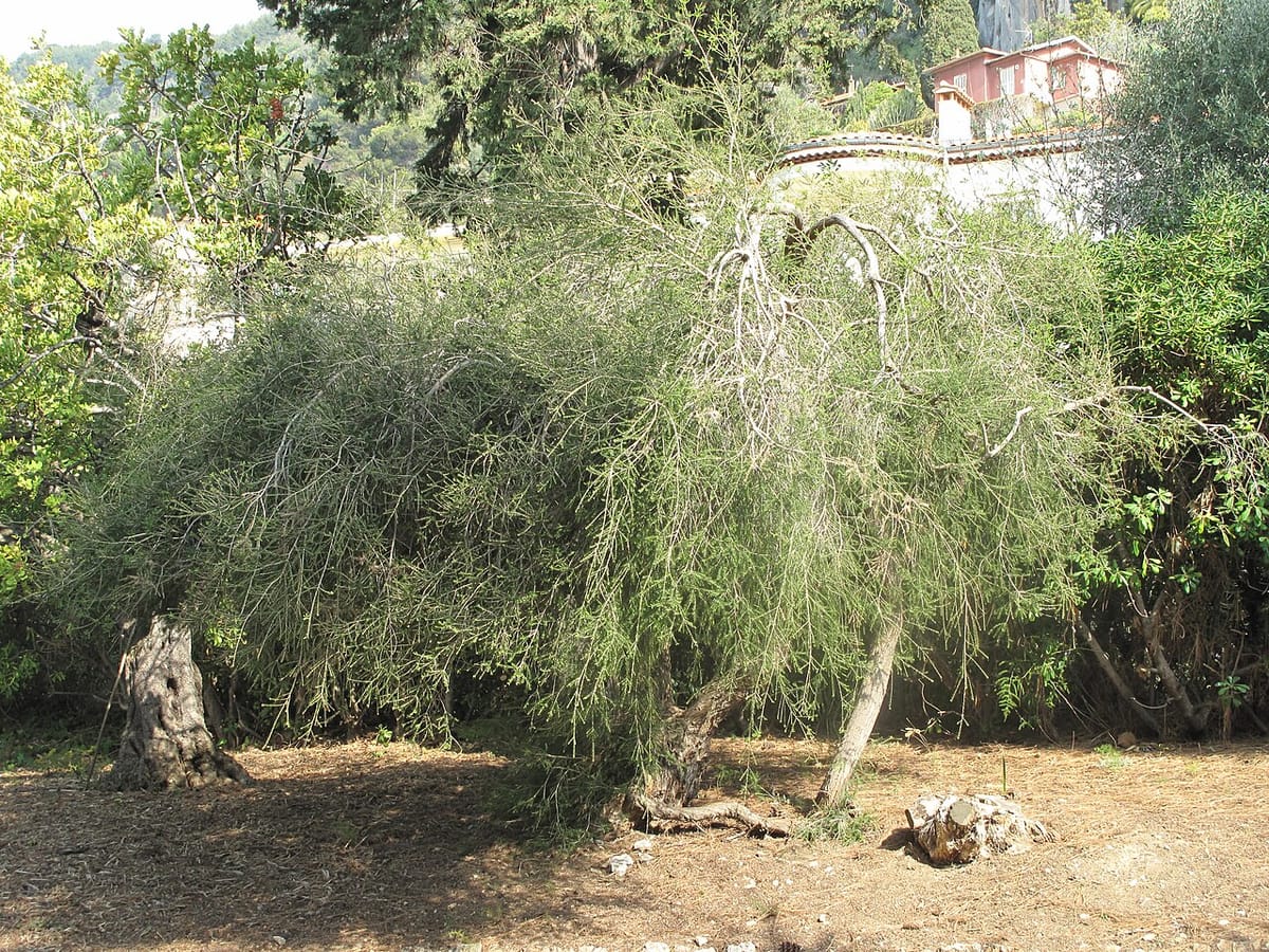 Árbol de té (Melaleuca alternifolia) con sus ramas finas en un jardín