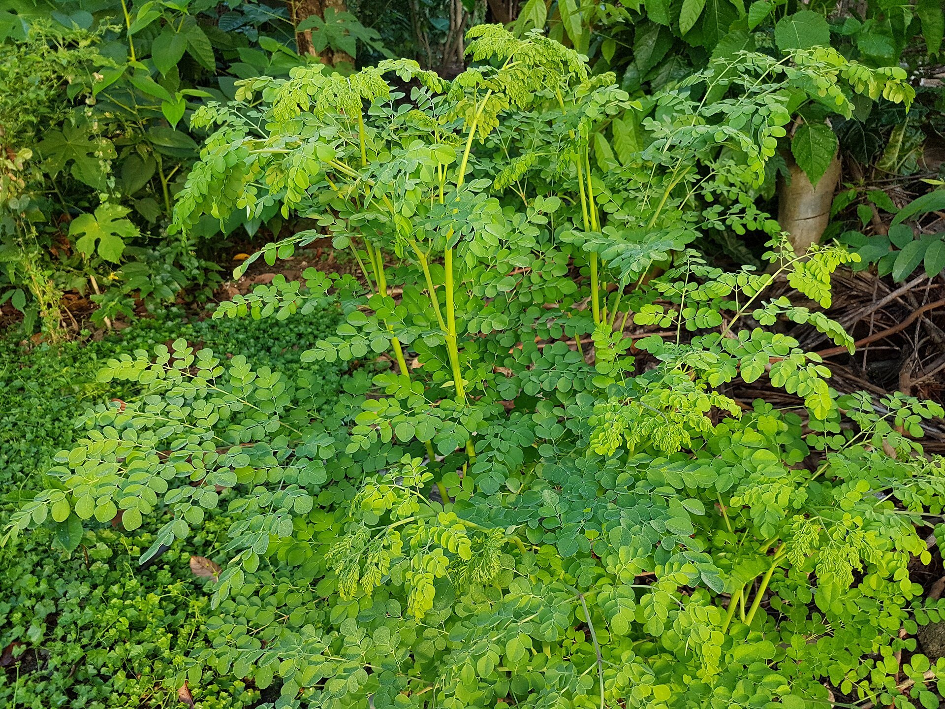 Ramas con hojas pequeñas, redondeadas y de color verde intenso de la planta moringa