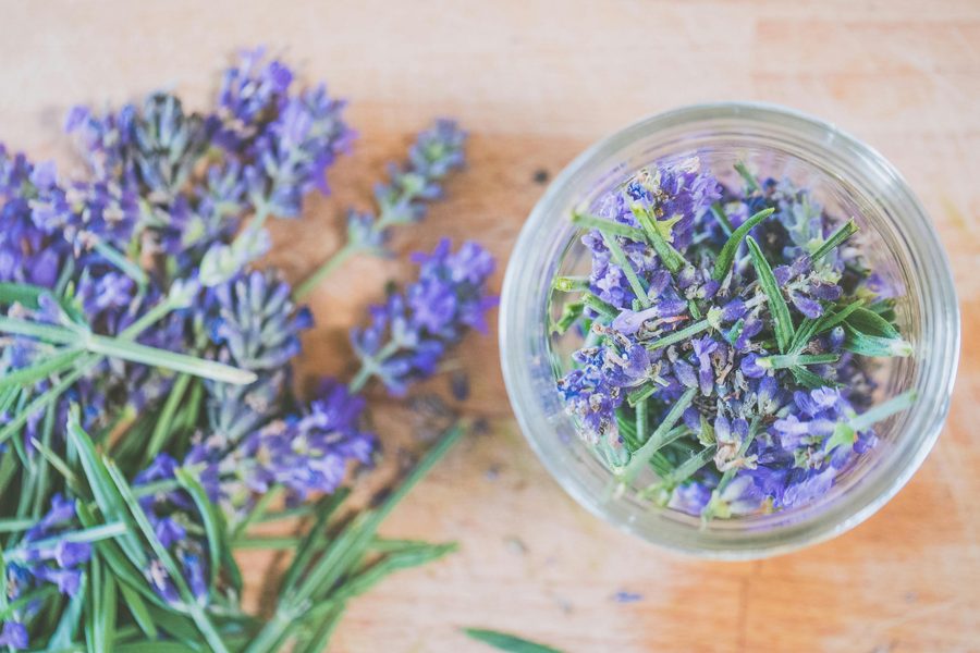 Campo de lavanda con flores moradas